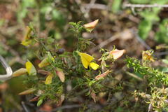 Crotalaria paniculata var. paniculata